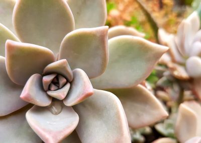 Graptopetalum paraguayense - Mother of Pearl - Ghost Plant
