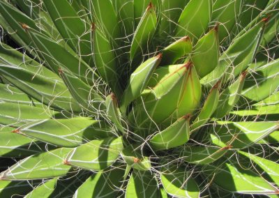 Agave filifera - Thread Leaf Agave