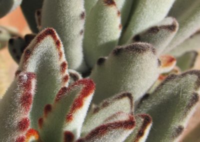 Kalanchoe tomentosa - Panda Plant