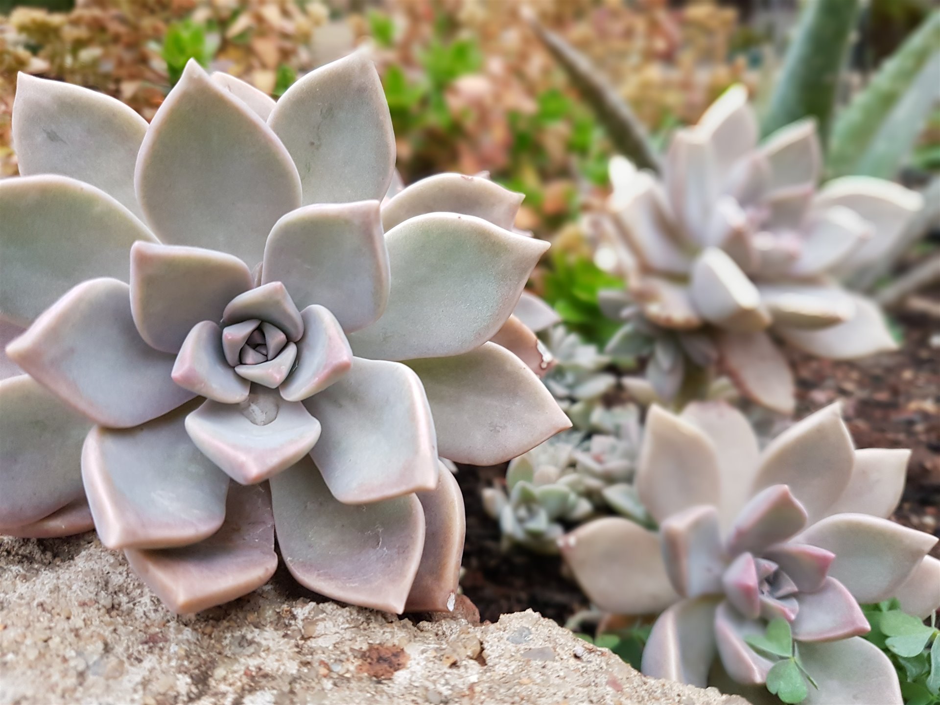 Ghost Plant - Graptopetalum paraguayense - Mother of Pearl Plant