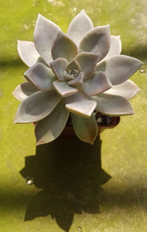 Graptopetalum paraguayense - Mother of Pearl - Ghost Plant