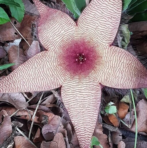 Stapelia Gigantea - African Starfish Flower - Aasblom - Stapelia gigantea – Carrion Flower