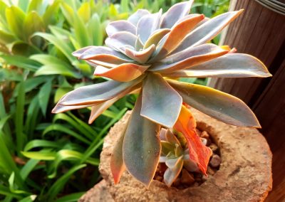 Graptoveria - Fred Ives