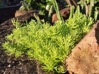 Sedum rupestre 'Angelina'
