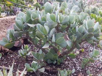 Crassula arborescens - Silver Dollar Plant