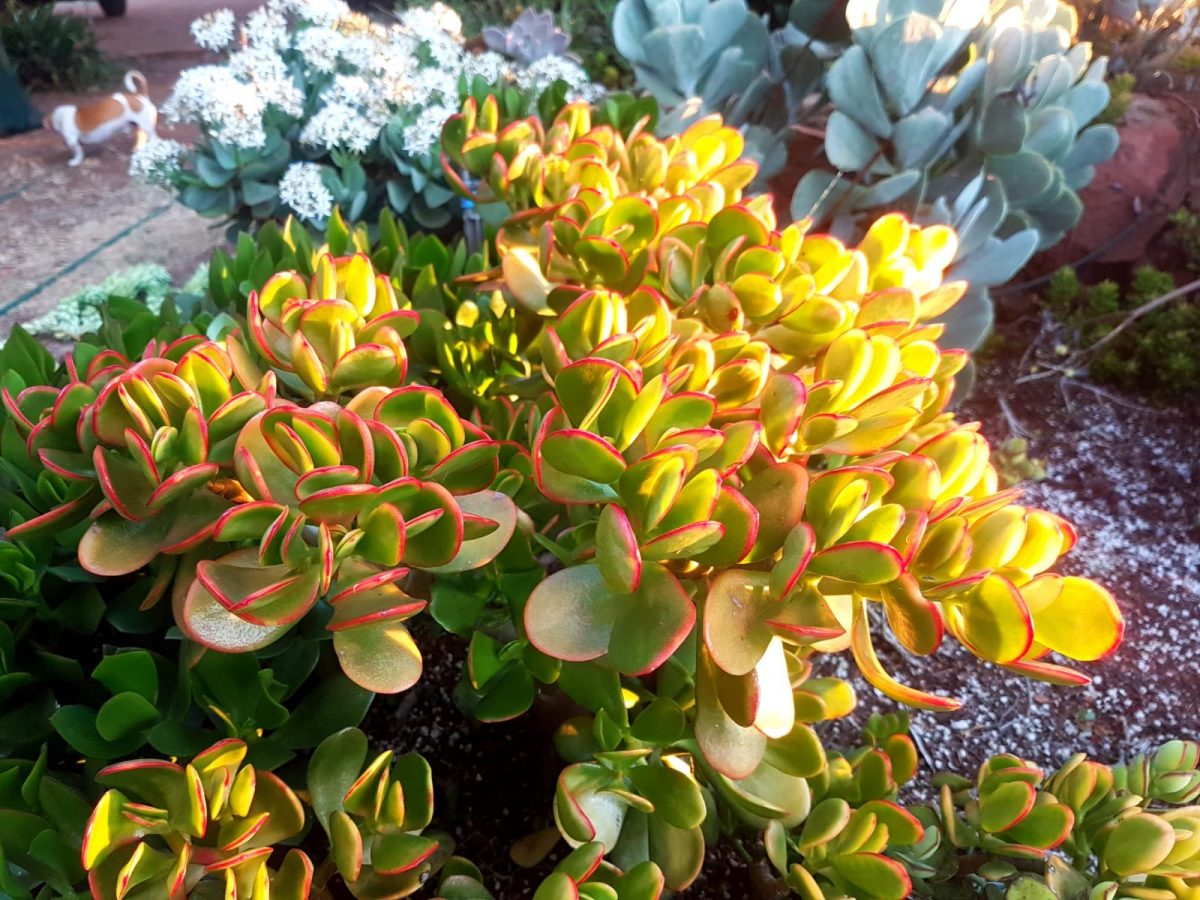 Golden Jade Plant – Lucky Plant – Money Tree – Crassula Ovata 'Hummel's  Sunset' | Succulent Shop Nursery South Africa buy Succulents Online