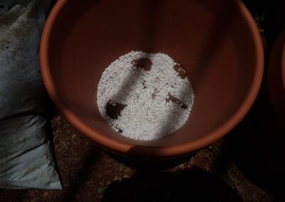 (Optional) cover the rocks with perlite to aid airflow to the roots