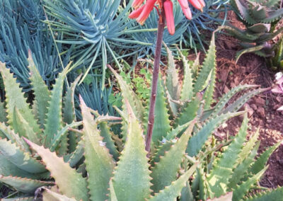 Aloe elgonica (Mt. Elgon Aloe) Flower
