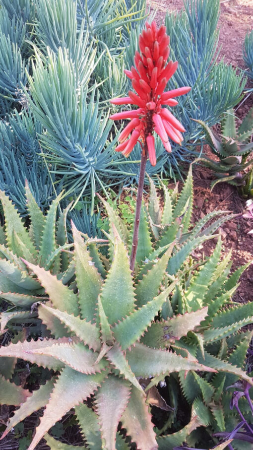 Aloe elgonica (Mt. Elgon Aloe) Flower