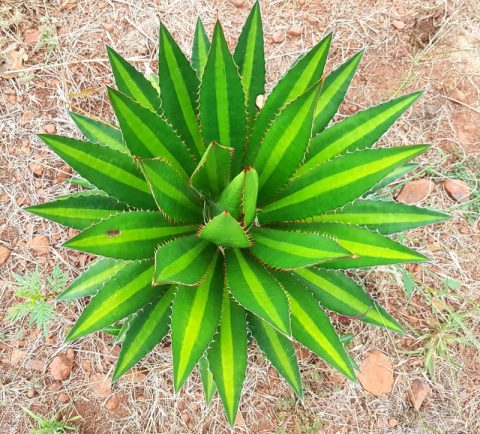 Center Stripe Agave - Agave lophantha 'Splendida' - Succulent Shop ...