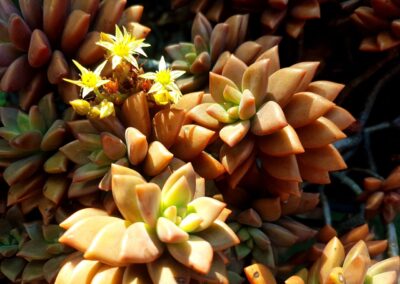 Graptosedum 'Bronze' Flowers