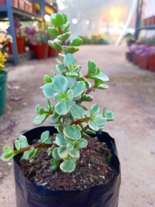 Portulacaria afra variegata - Spekboom - Rainbow Bush Plant