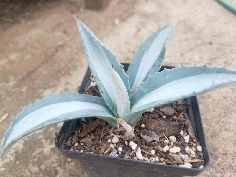 Agave americana 'Mediopicta Alba' - White-striped Century Plant