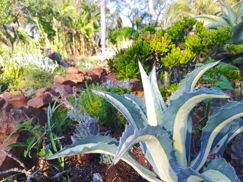 Agave americana 'Mediopicta Alba' - White-striped Century Plant