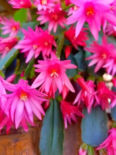 Easter Cactus (Pink) - Hatiora graeseri