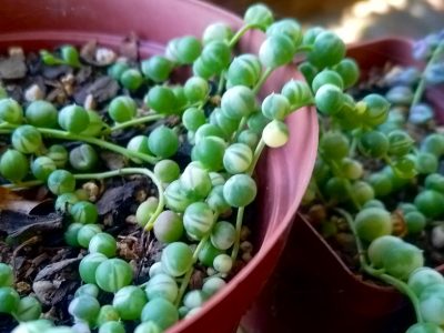 Curio rowleyanus 'Variegatus' - Variegated String of Pearls