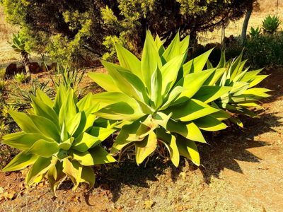 Agave attenuata - Fox Tail Agave - Sonwyser