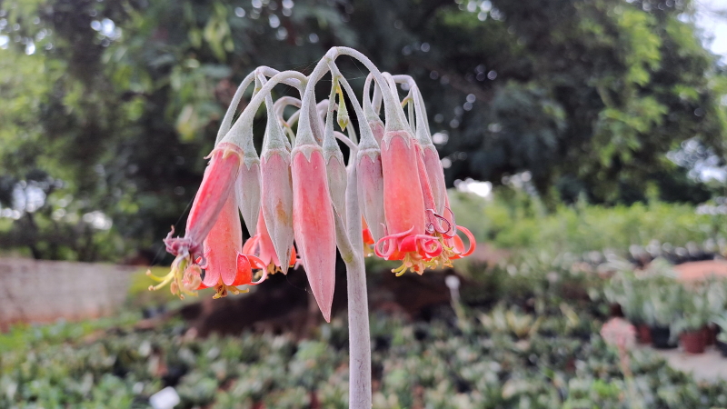 Cotyledon orbiculata 'Huisriver Pass' - Huis River Pig's Ear Flowers
