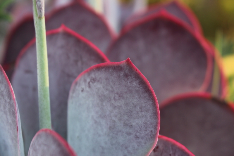Cotyledon orbiculata 'Huisriver Pass' - Huis River Pig's Ear