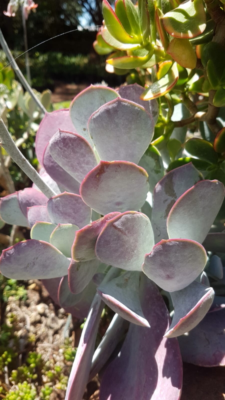 Cotyledon orbiculata 'Huisriver Pass' - Huis River Pig's Ear
