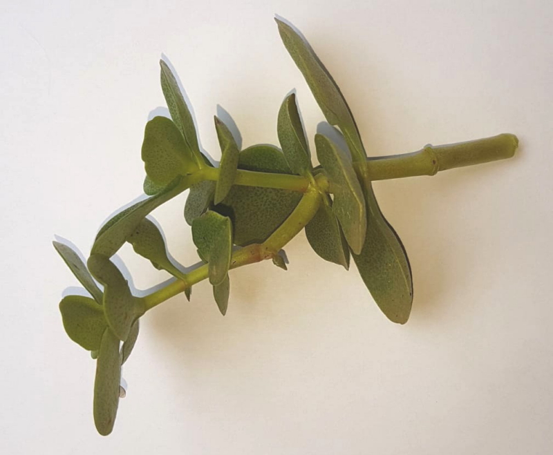 Crassula multicava - Fairy Crassula Cutting