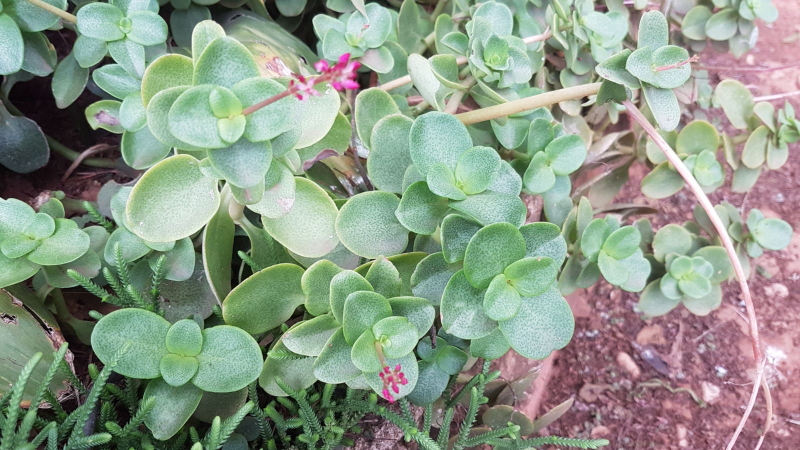 Crassula multicava - Fairy Crassula