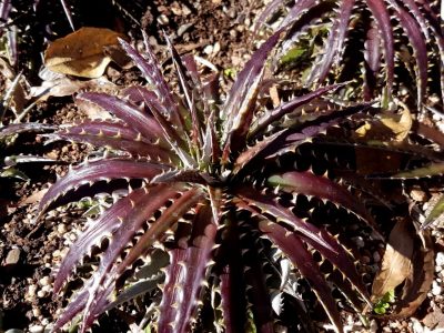 Dyckia 'Brittle Star' (Full sun)