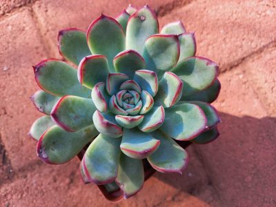 Echeveria pulidonis - Pulido's Echeveria