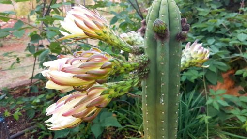 Echinopsis pachanoi - San Pedro Cactus Flowers