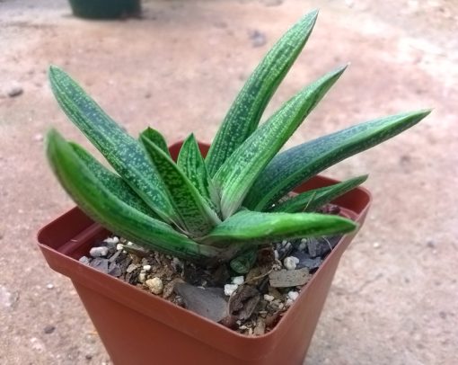 Gasteria 'Little Warty'