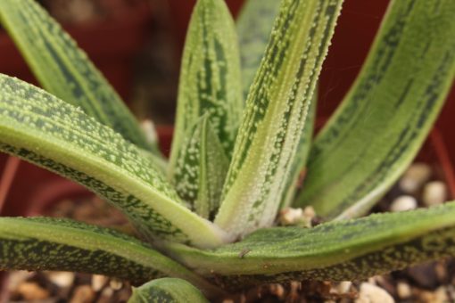 Gasteria 'Little Warty'