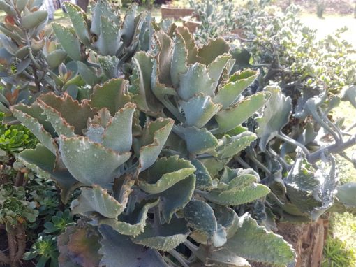 Kalanchoe beharensis ‘Fang’