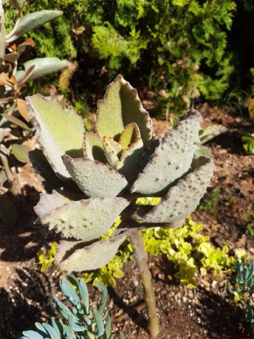 Kalanchoe beharensis ‘Fang’
