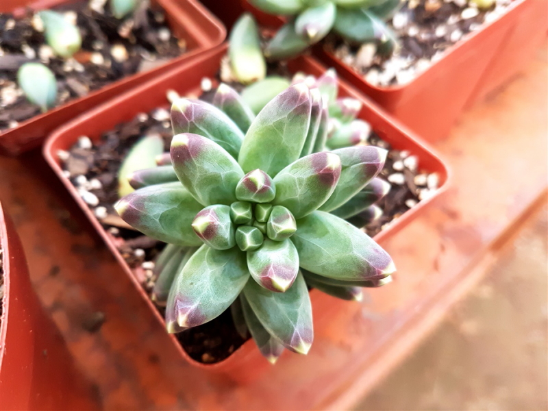 Pachyphytum compactum - Little Jewel