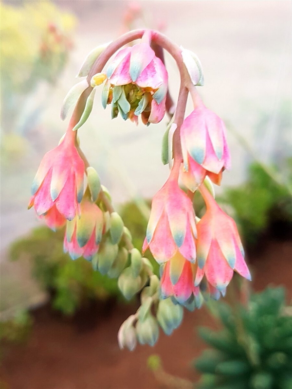 Pachyphytum compactum - Little Jewel Flowers