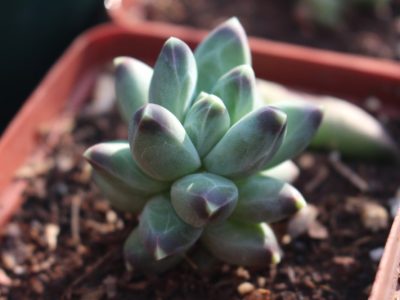 Pachyphytum compactum - Little Jewel