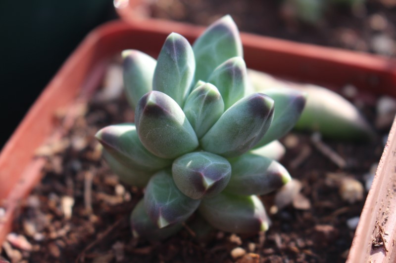 Pachyphytum compactum - Little Jewel