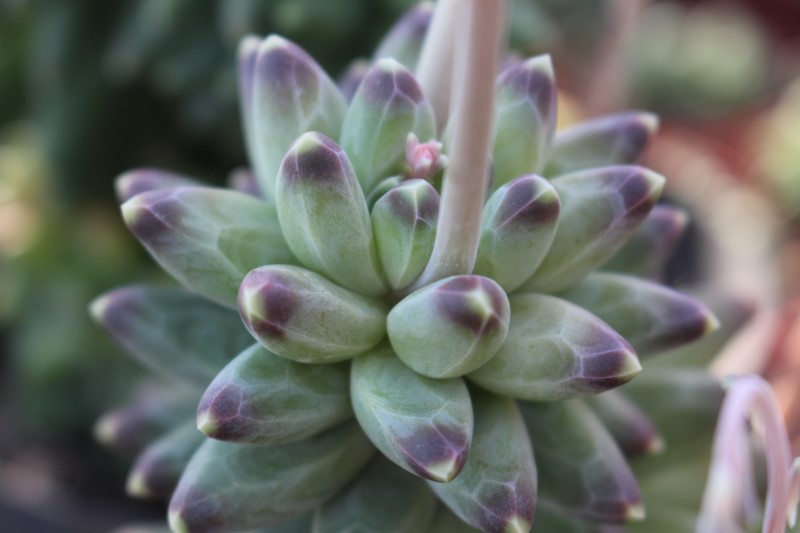 Pachyphytum compactum - Little Jewel
