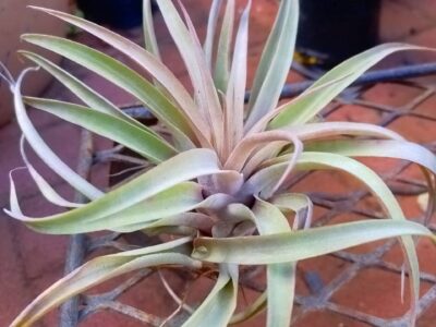 Tillandsia capitata 'Peach' - Air Plant