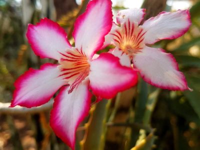 Adenium obesum var. multiflorum - Impala Lily - Flowers