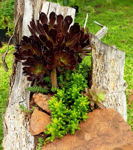 Aeonium arboreum 'Zwartkop' - Black Rose