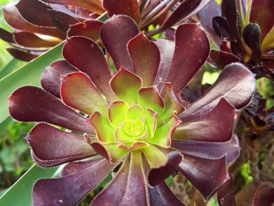 Aeonium arboreum 'Zwartkop' - Black Rose