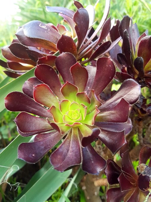 Aeonium arboreum 'Zwartkop' - Black Rose