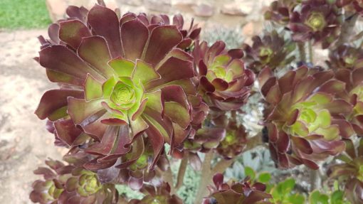 Aeonium arboreum 'Zwartkop' - Black Rose
