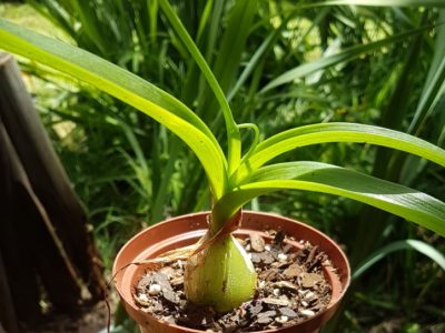 Albuca bracteata - Pregnant Onion - Pregnant Fairy Small