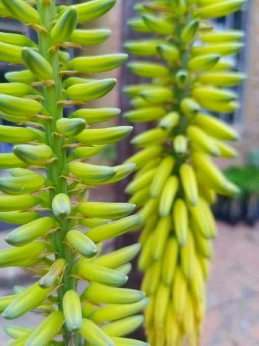 Aloe barbadensis - Aloe vera Flowers