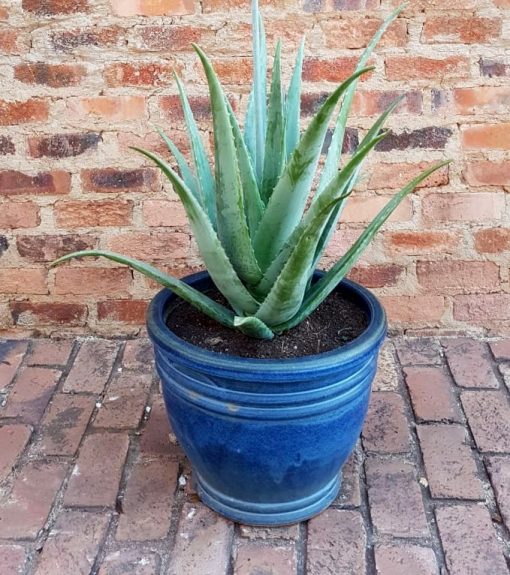 Aloe barbadensis - Aloe vera_Large