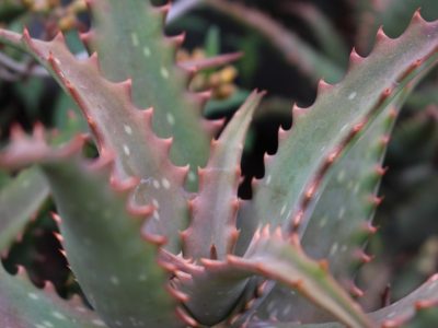 Aloe elgonica - Mt. Elgon Aloe