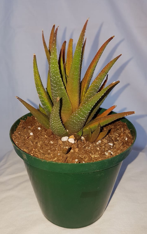Haworthiopsis attenuata var. glabrata - Haworthia glabrata