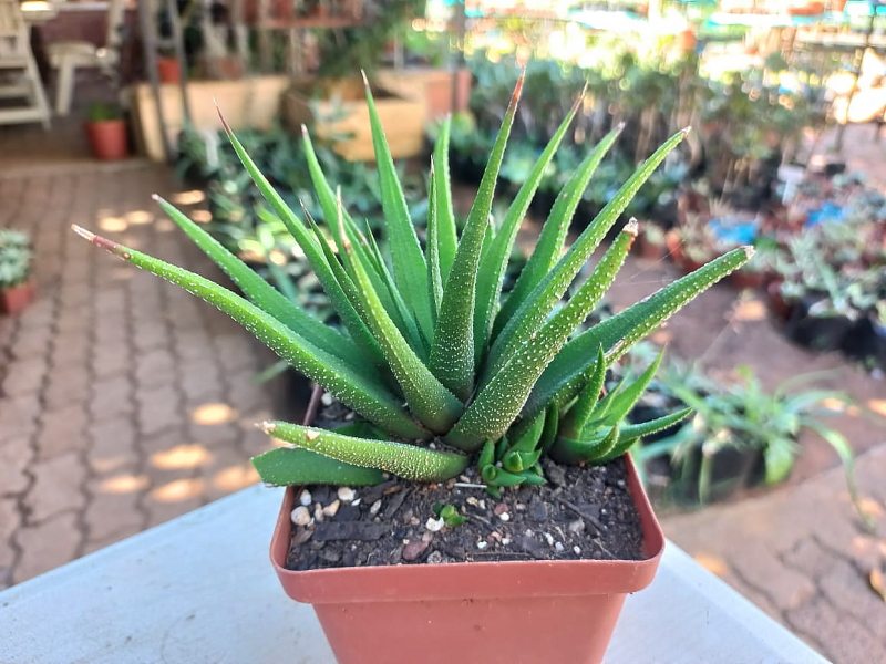 Haworthiopsis attenuata var. glabrata - Haworthia glabrata